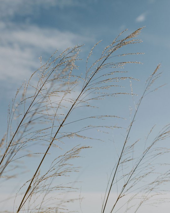 kansas grass