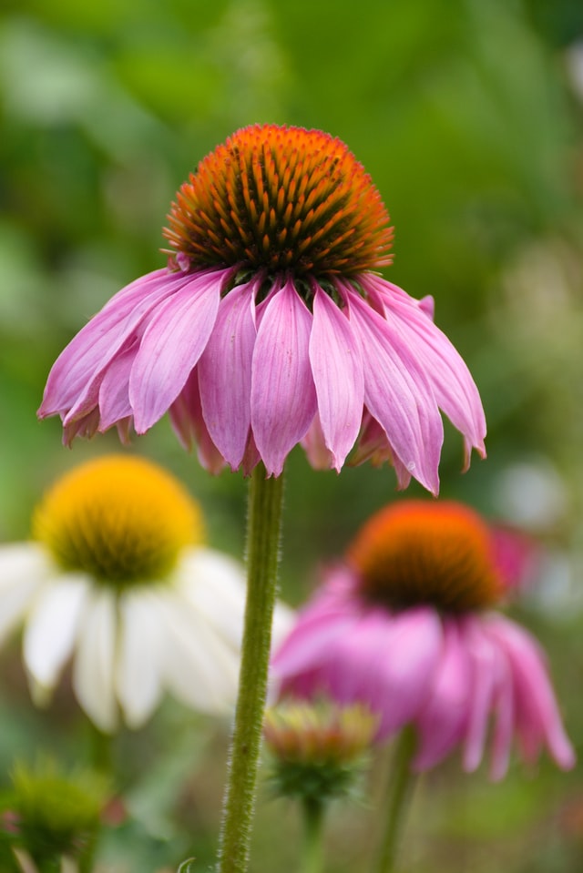 purple coneflower