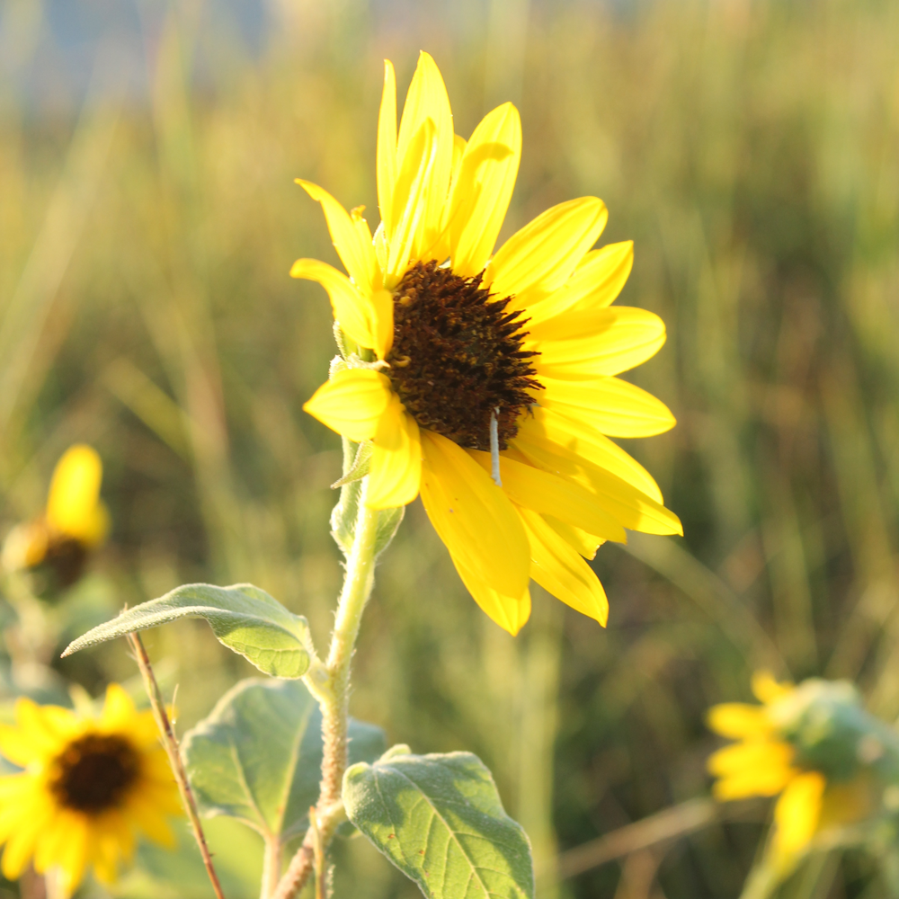 sunflower